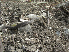 Clonophis kirtlandii