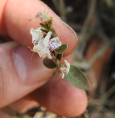 Hypoestes forskaolii