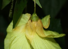 Azanza lampas
