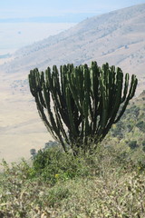 Euphorbia candelabrum