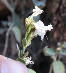 Hypoestes forskaolii