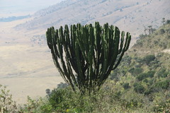 Euphorbia candelabrum
