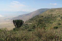 Euphorbia candelabrum