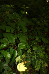 Azanza lampas
