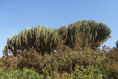 Euphorbia candelabrum