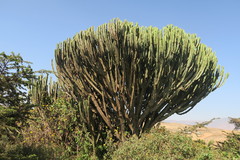 Euphorbia candelabrum