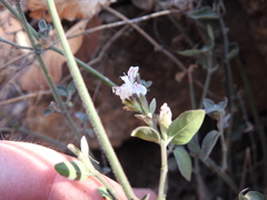 Hypoestes forskaolii