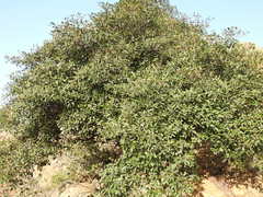 Mimusops zeyheri