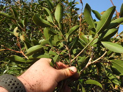 Mimusops zeyheri