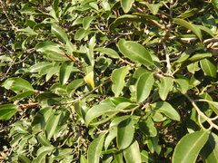 Mimusops zeyheri