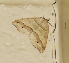 Macaria lorquinaria