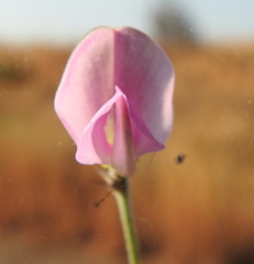 Tephrosia