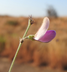 Tephrosia
