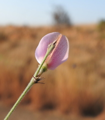 Tephrosia