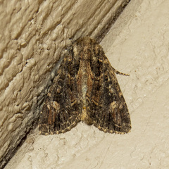 Aseptis binotata