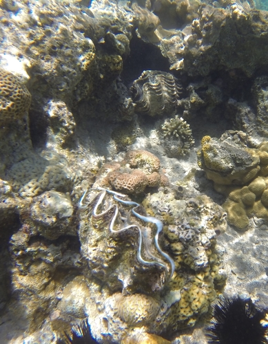 Tridacna squamosina