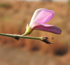 Tephrosia