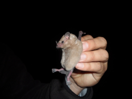 photo of Pallas's Long-tongued Bat (Glossophaga soricina)