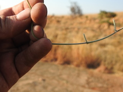 Tephrosia