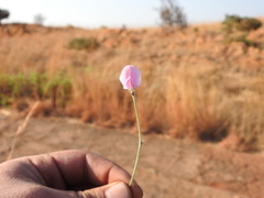 Tephrosia