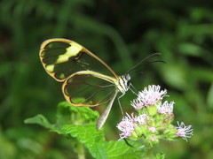 Greta dercetis dercetis