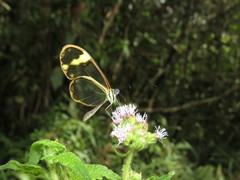 Greta dercetis dercetis