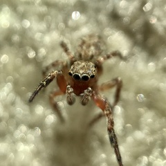 Mexigonus morosus