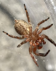 Mexigonus morosus