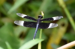 Neurothemis tullia
