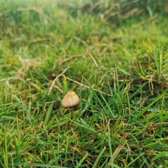 Psilocybe semilanceata