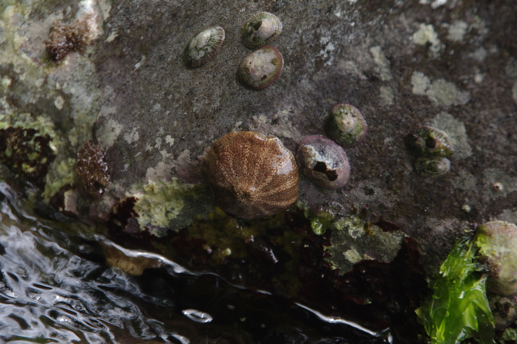 red warty anemone
