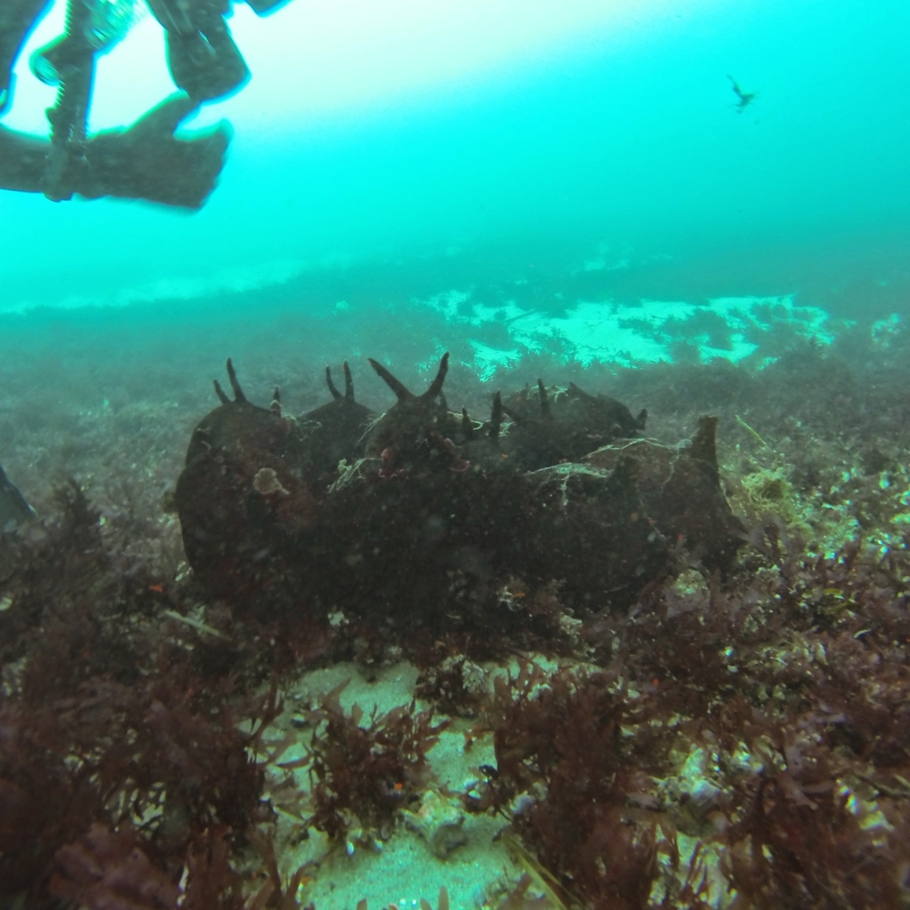 California seahare