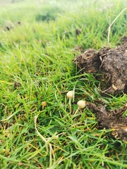 Psilocybe semilanceata