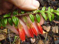 Agapetes serpens