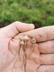 Psilocybe semilanceata