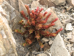 Epilobium porphyrium