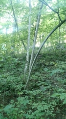 Tilia americana heterophylla