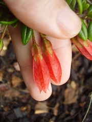 Agapetes serpens
