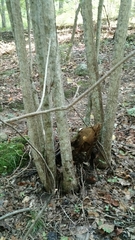 Tilia americana heterophylla