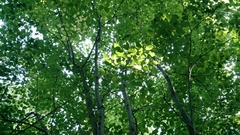 Tilia americana heterophylla