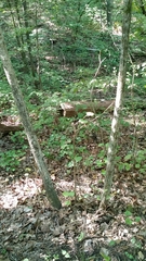 Tilia americana heterophylla