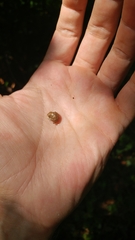 Cryptomastix germana