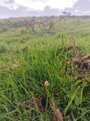 Psilocybe semilanceata