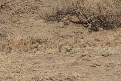 Arvicanthis niloticus