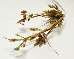Cyperus houghtonii