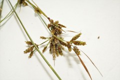 Cyperus houghtonii