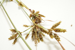 Cyperus houghtonii