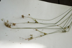 Cyperus houghtonii