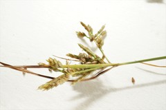 Cyperus houghtonii