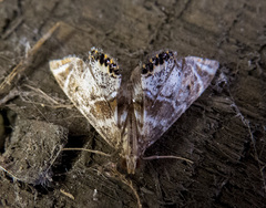 Petrophila confusalis